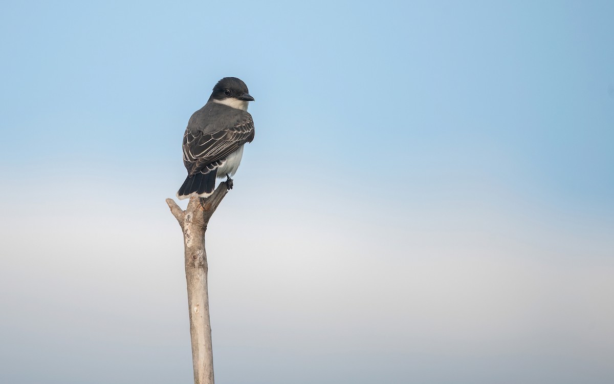 Eastern Kingbird - Jon Mularczyk