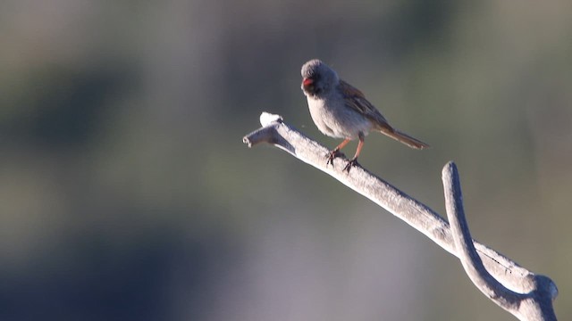 Black-chinned Sparrow - ML619321143