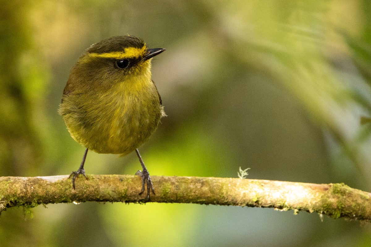Yellow-bellied Chat-Tyrant - Michael Cook