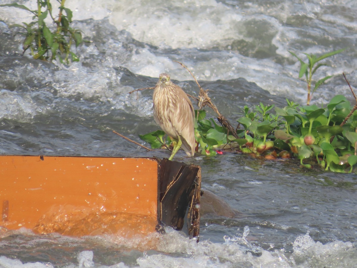 Indian Pond-Heron - Shilpa Gadgil