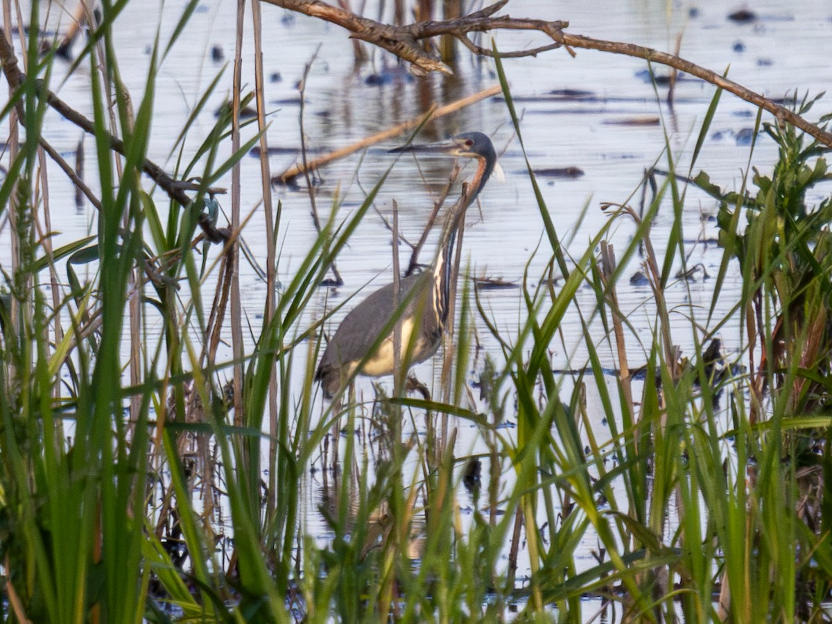 Tricolored Heron - Ian Sarmiento