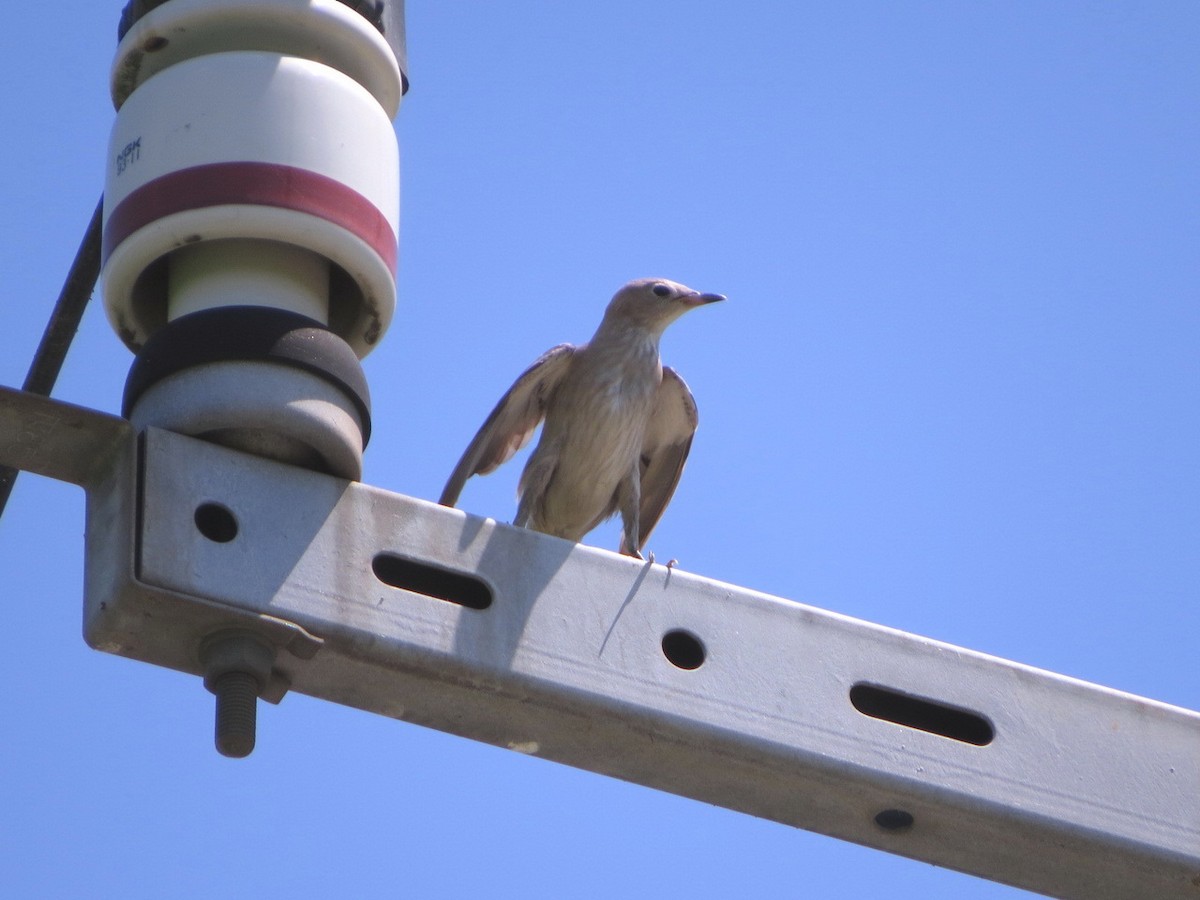 Chestnut-cheeked Starling - HITOSHI IIZUMI