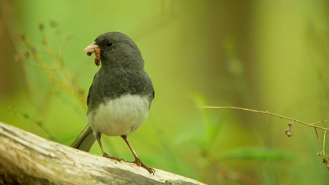 Dark-eyed Junco - ML619321159