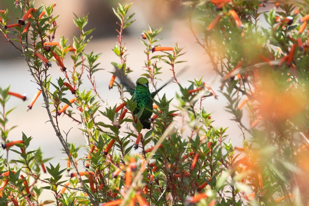 Western Emerald - dan davis