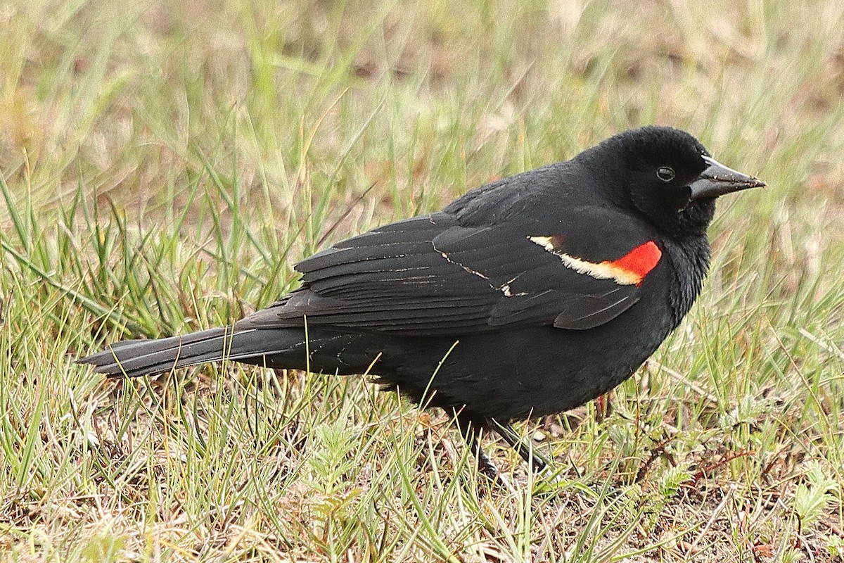 Red-winged Blackbird - Brian Cox