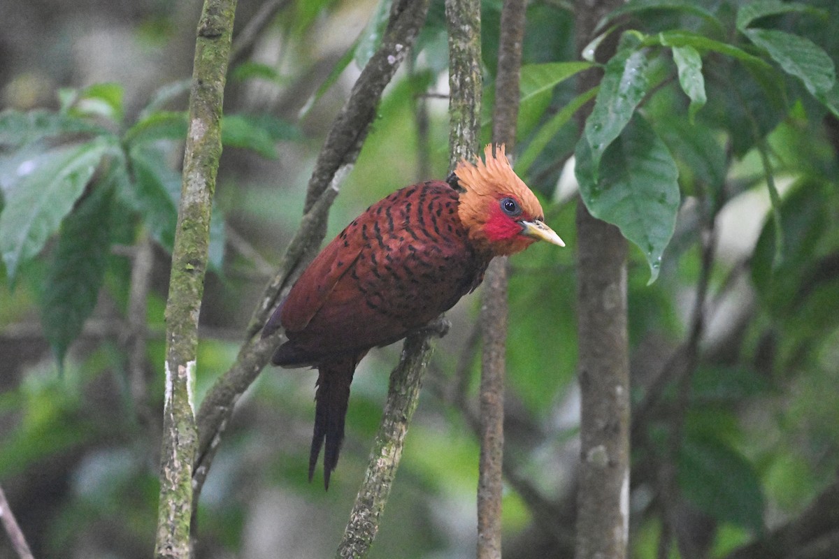 Chestnut-colored Woodpecker - D T