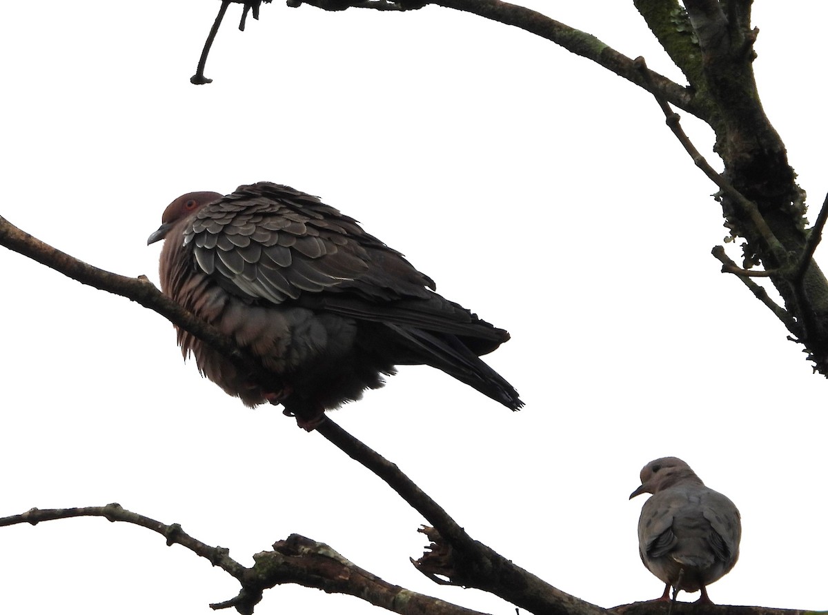 Picazuro Pigeon - Albeiro Erazo Farfán