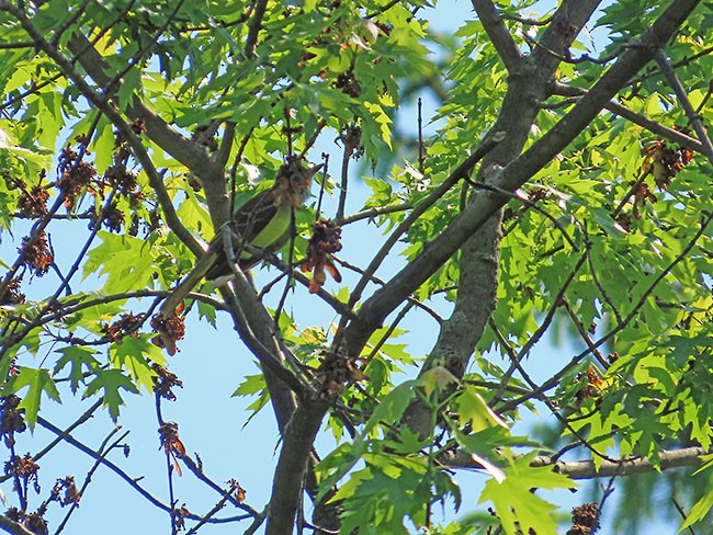 Great Crested Flycatcher - Nancy Anderson