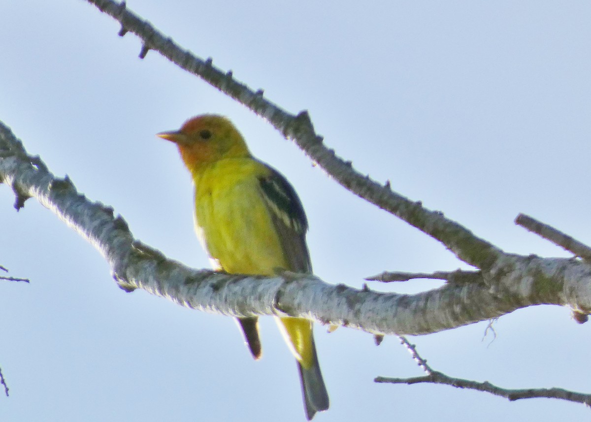 Western Tanager - David Assmann