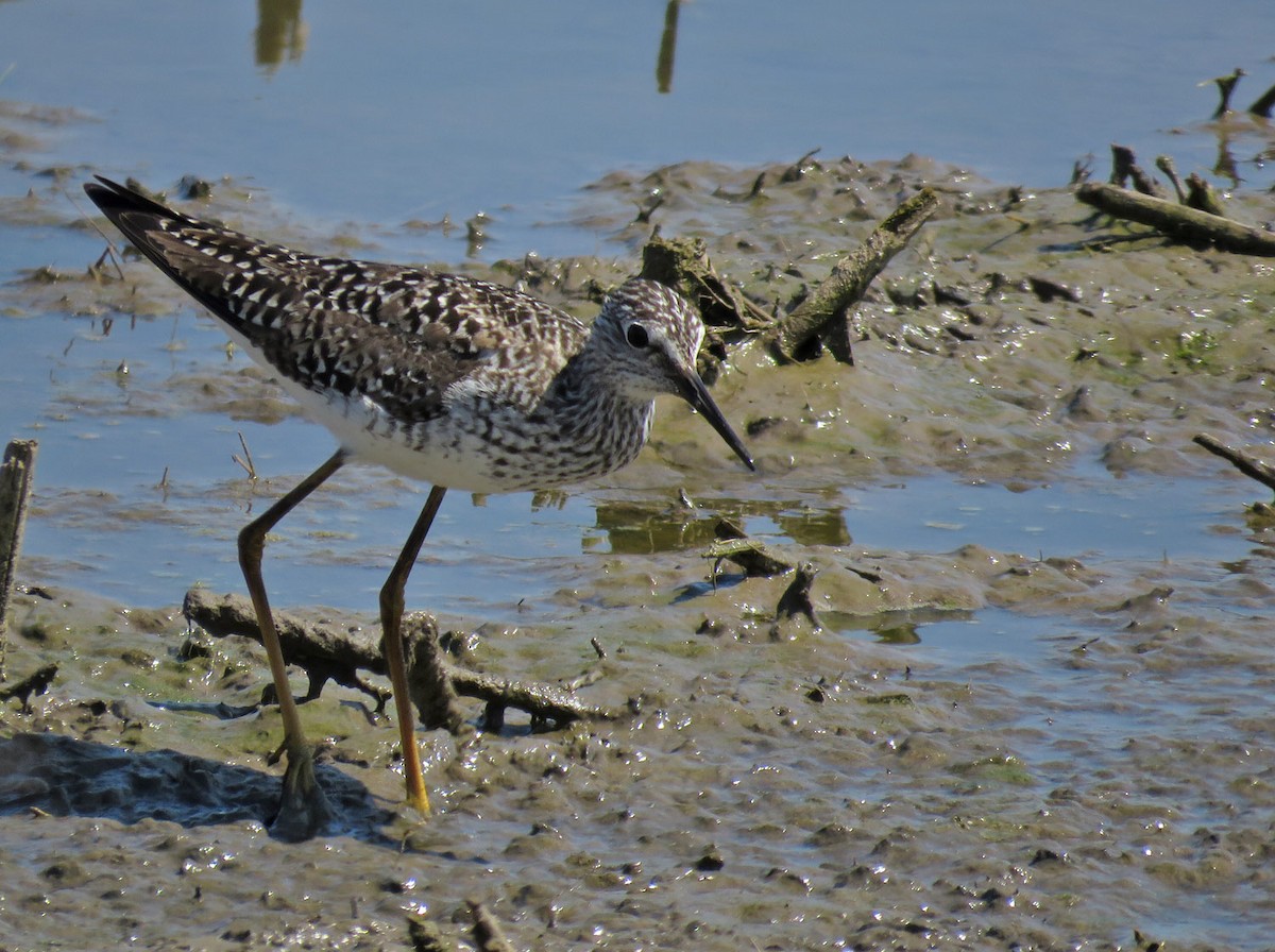 Lesser Yellowlegs - Thomas Schultz