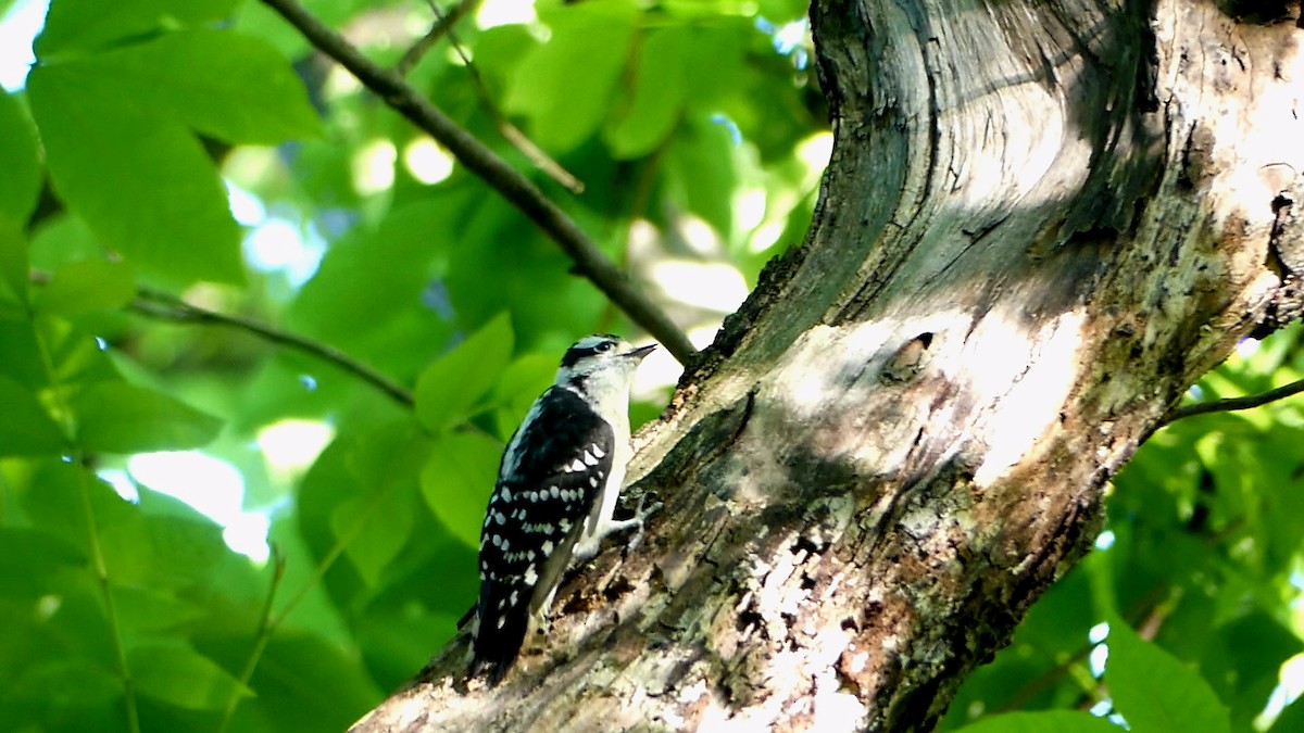 Downy Woodpecker - Robert Langston