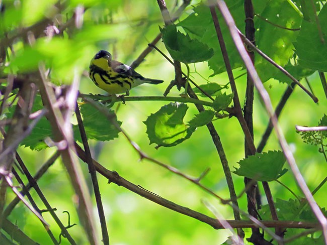 Magnolia Warbler - Nancy Anderson