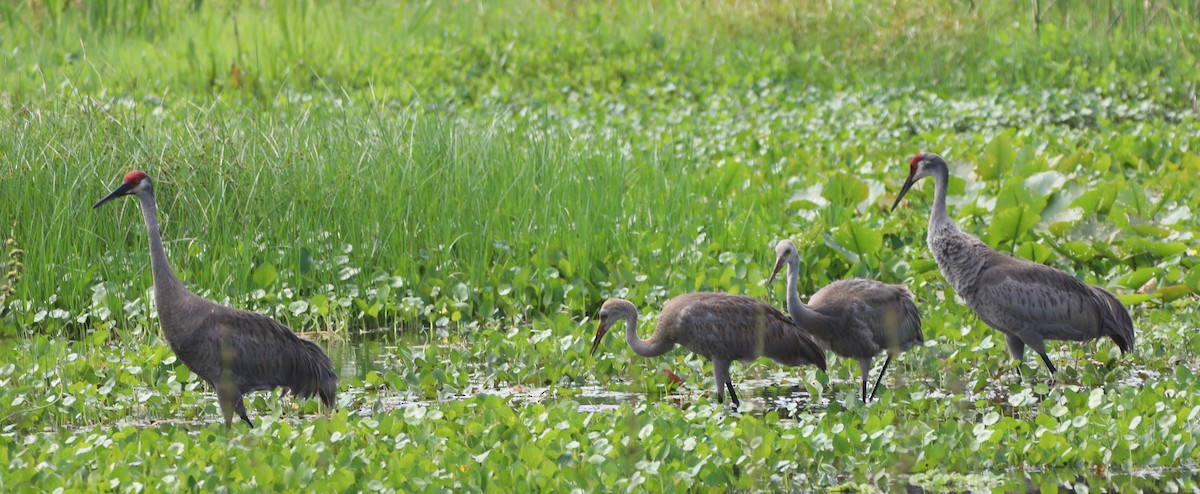 Sandhill Crane - Glenn Blaser