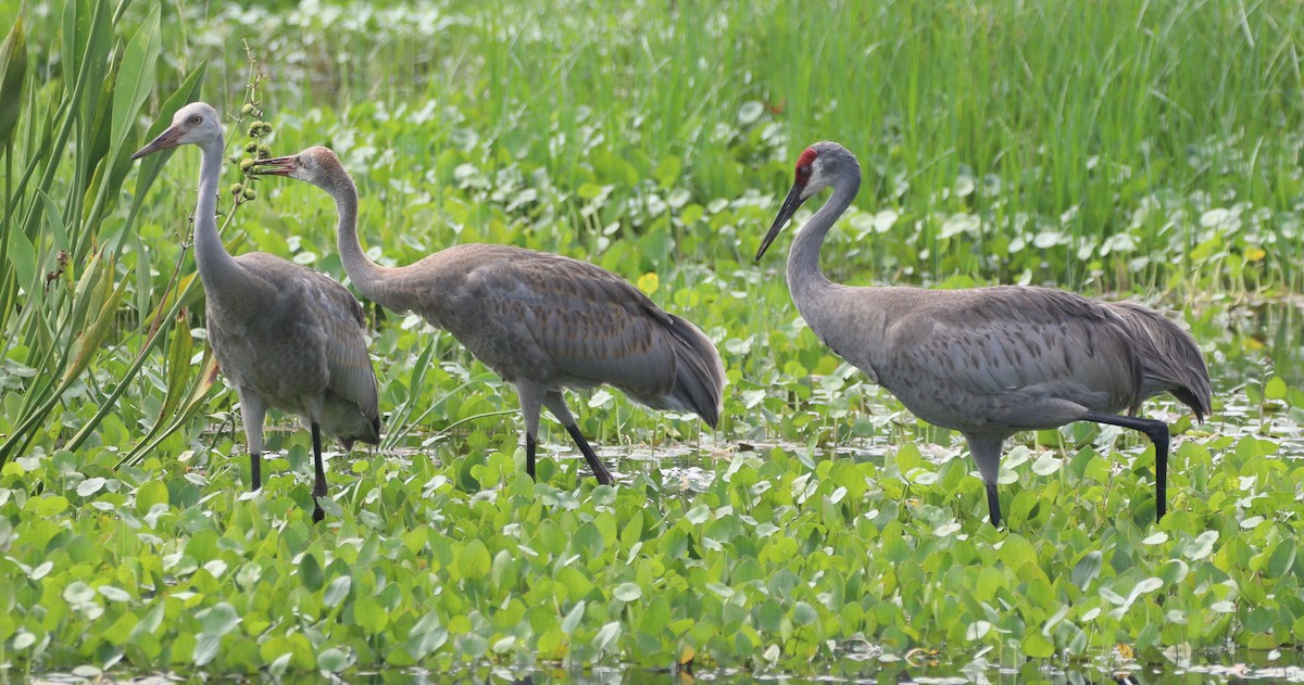 Sandhill Crane - Glenn Blaser