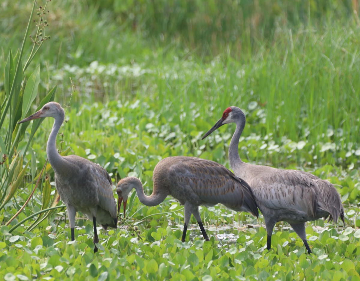 Sandhill Crane - Glenn Blaser