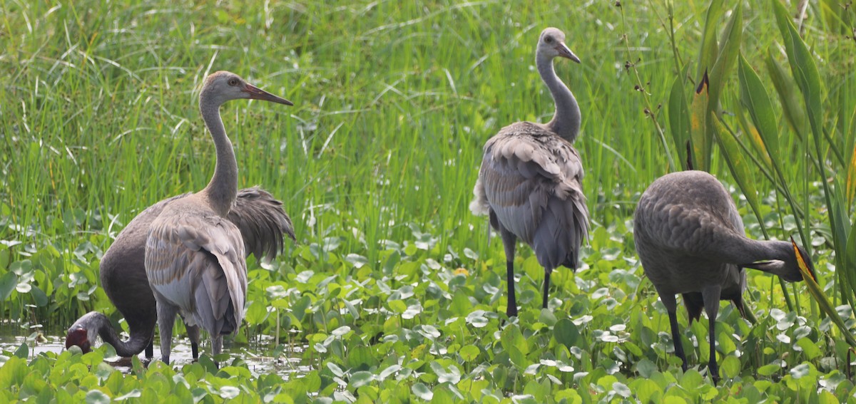 Sandhill Crane - Glenn Blaser