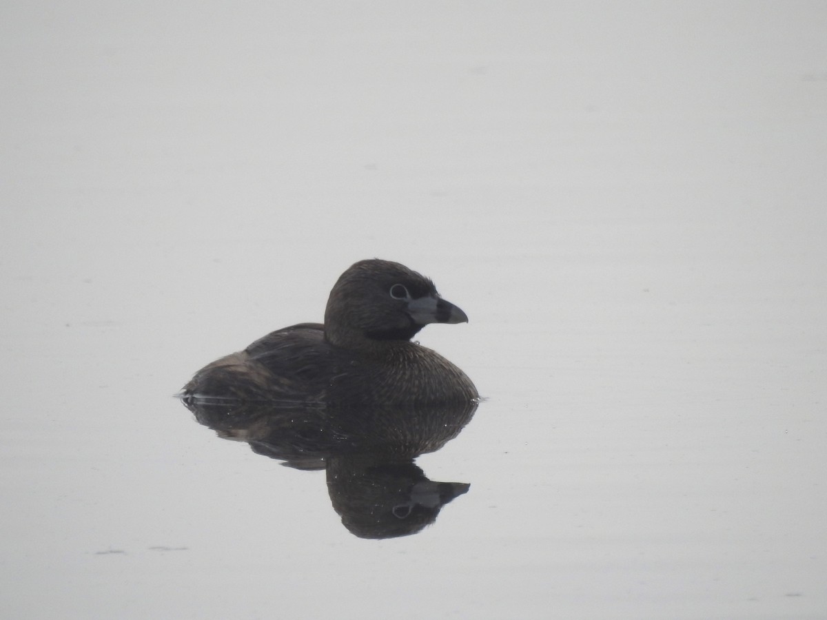 Pied-billed Grebe - Edgar Otto