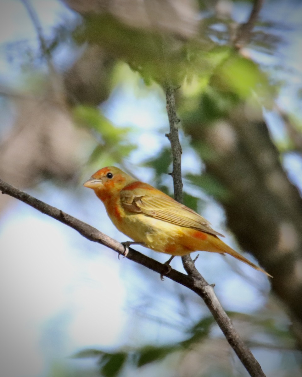 Summer Tanager - Chris & Holly Marr