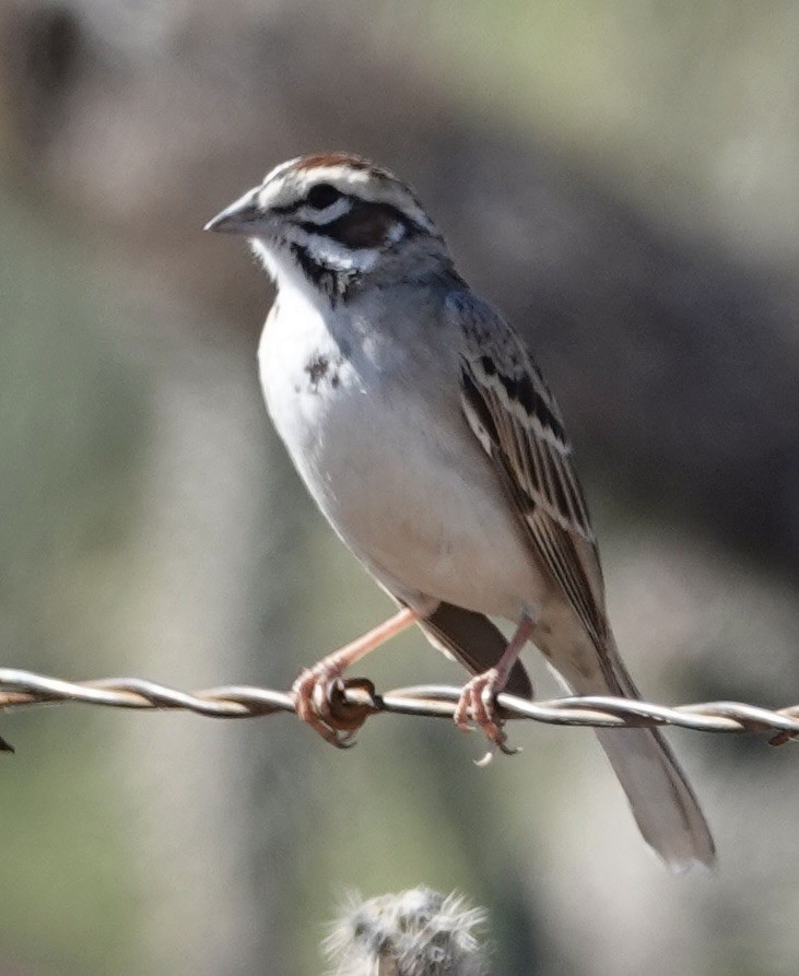 Lark Sparrow - Judith White