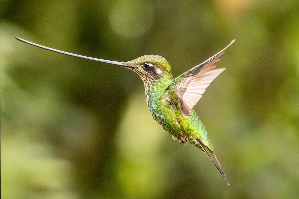 Sword-billed Hummingbird - Michael Cook