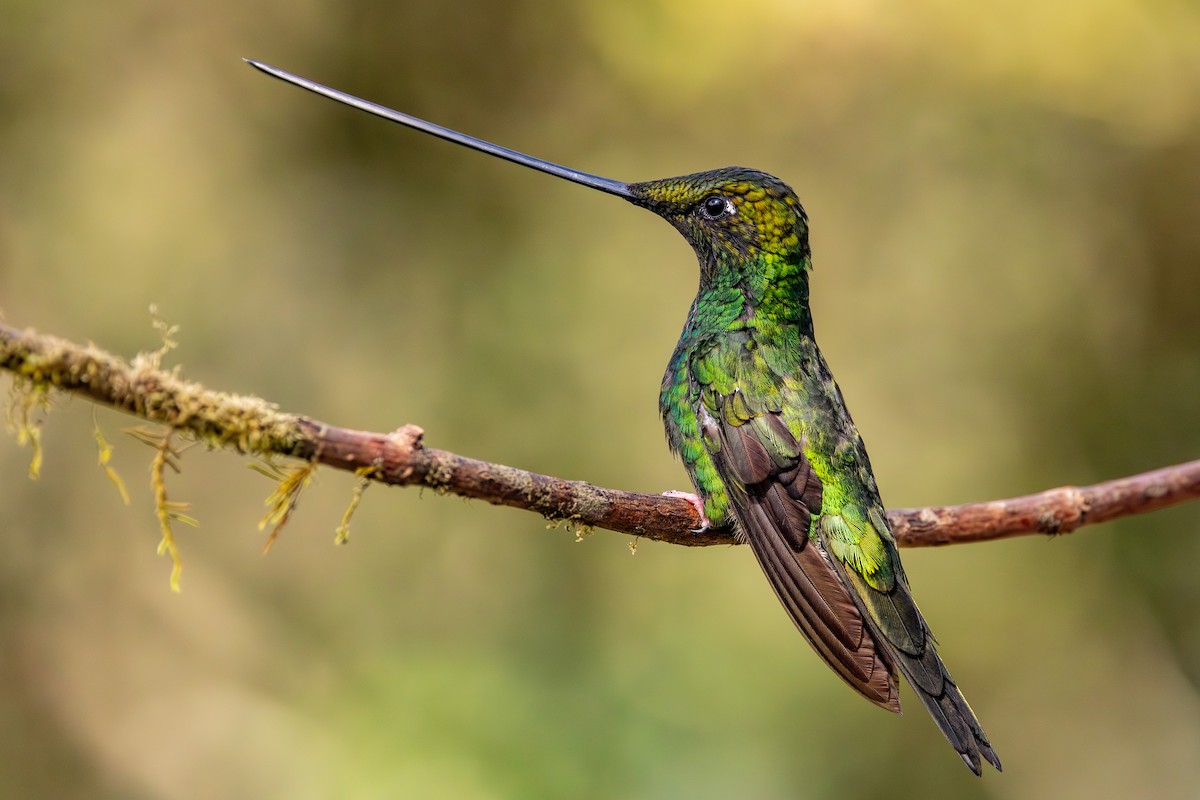 Sword-billed Hummingbird - Michael Cook
