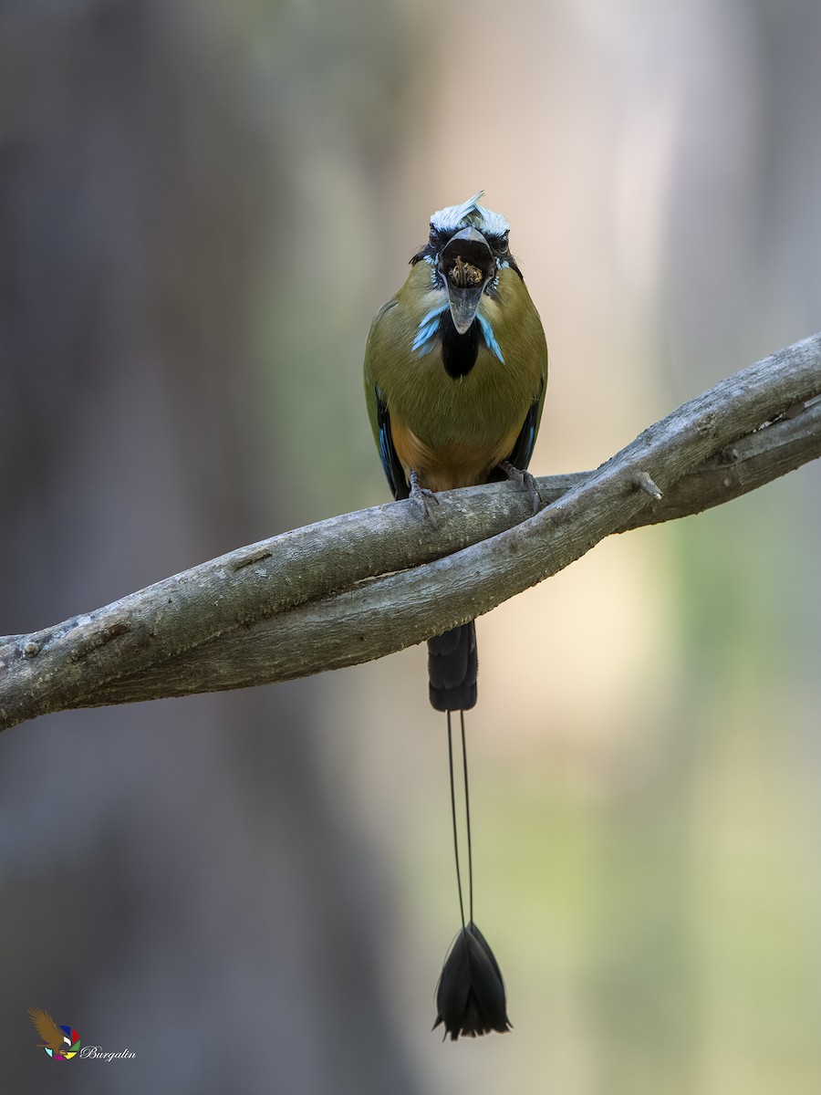 Turquoise-browed Motmot - fernando Burgalin Sequeria