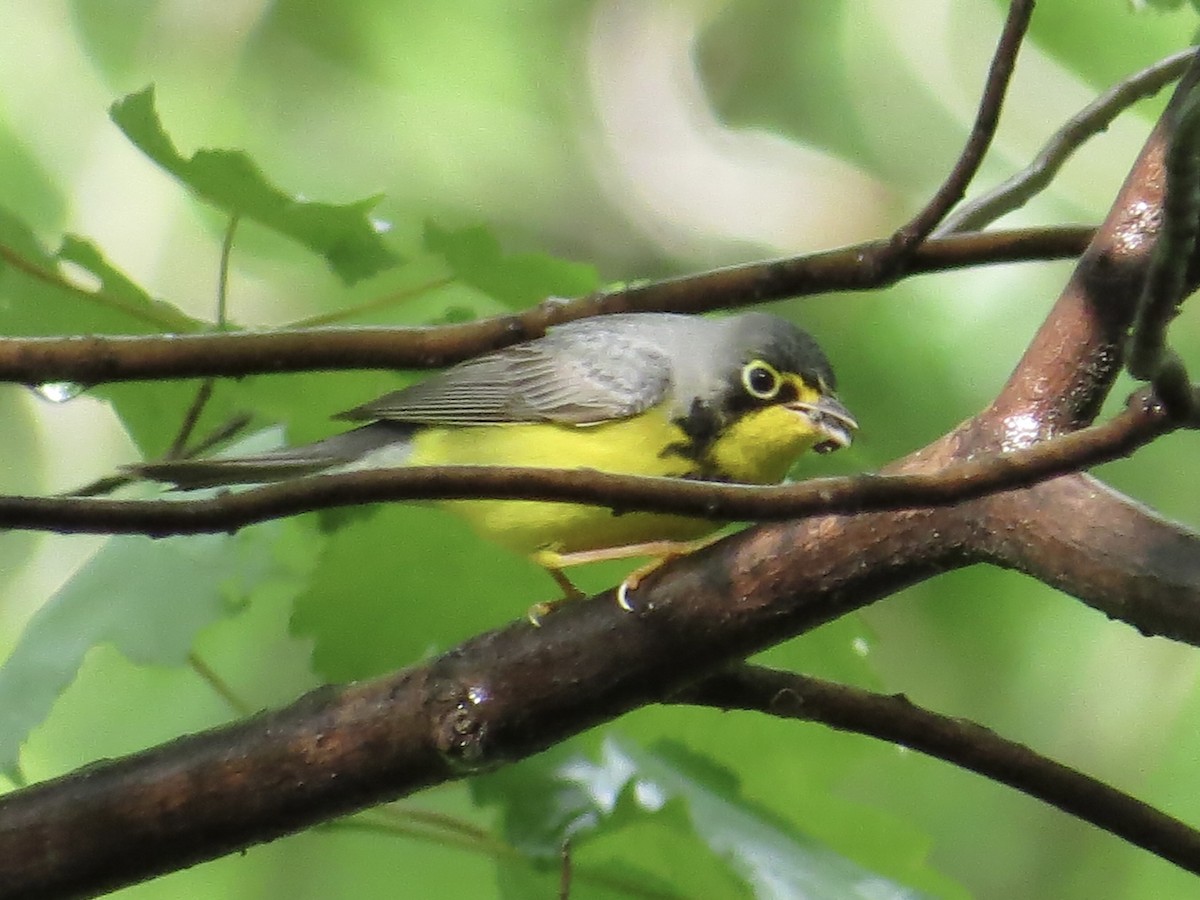 Canada Warbler - ML619321302