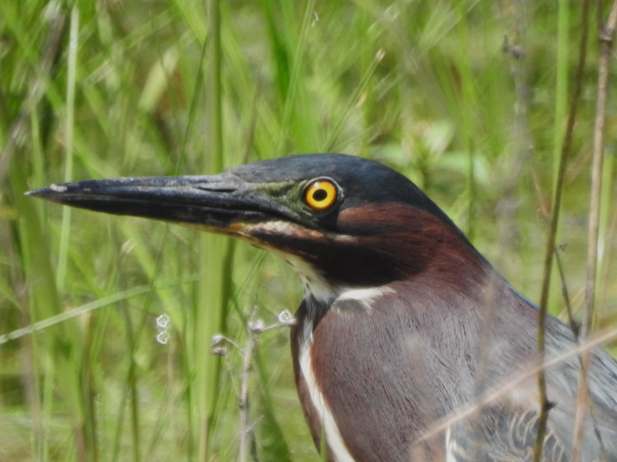 Green Heron - Edgar Otto