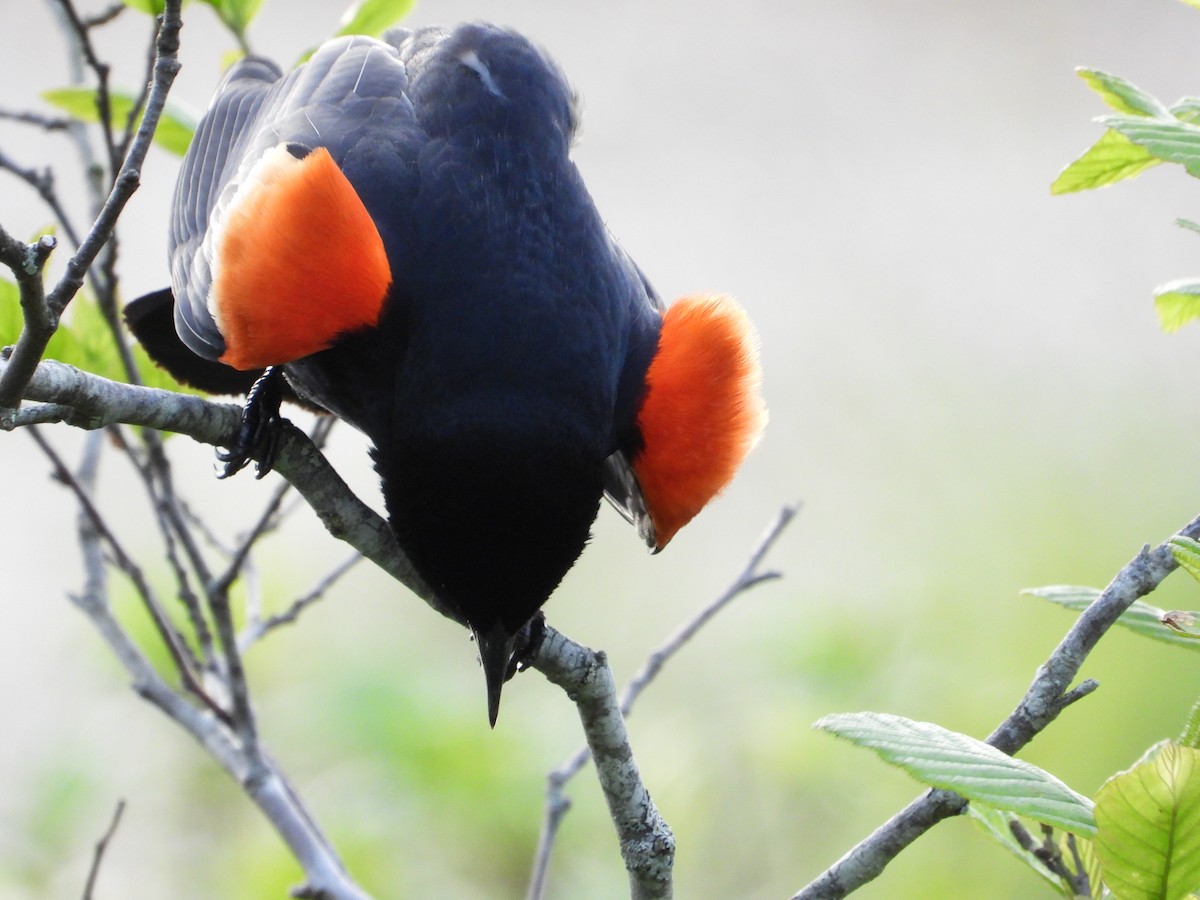 Red-winged Blackbird - Jeff Fengler