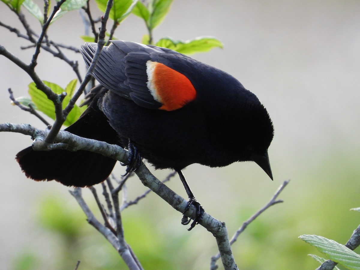 Red-winged Blackbird - Jeff Fengler