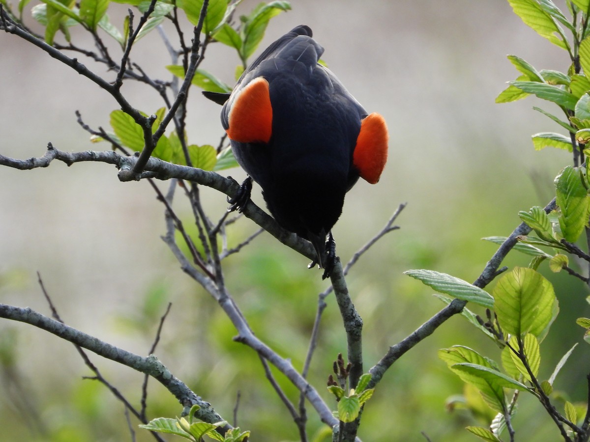 Red-winged Blackbird - Jeff Fengler