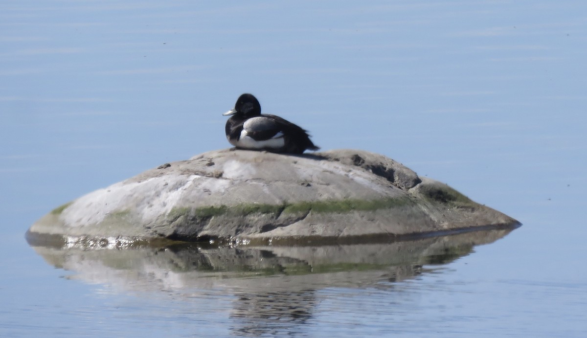 Greater Scaup - Carole Ratté