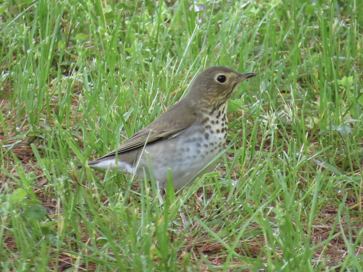 Swainson's Thrush - ML619321333