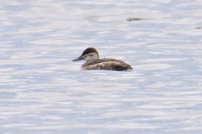 Ruddy Duck - ML619321351