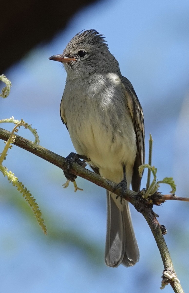 Northern Beardless-Tyrannulet - Judith White