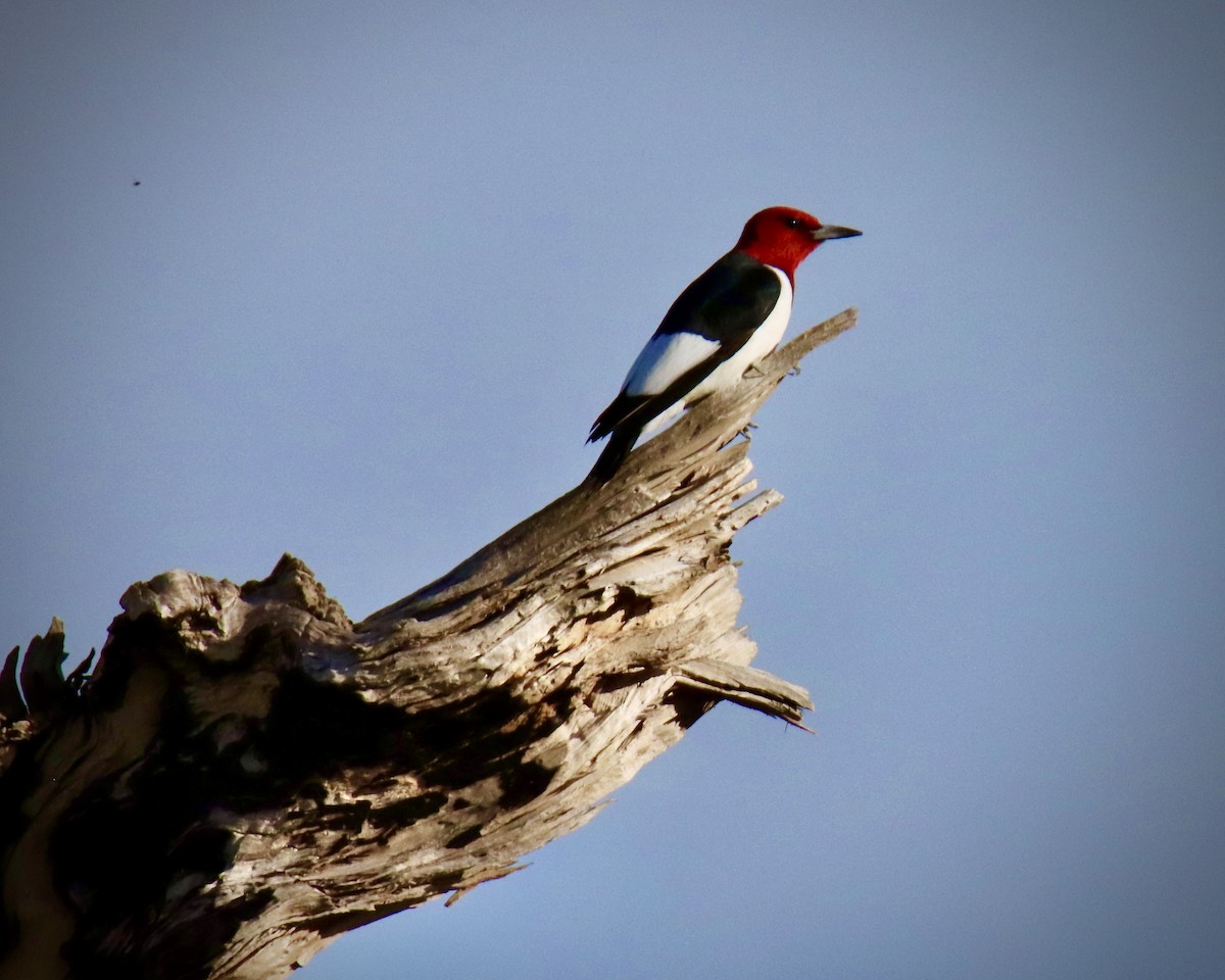 Red-headed Woodpecker - ML619321357