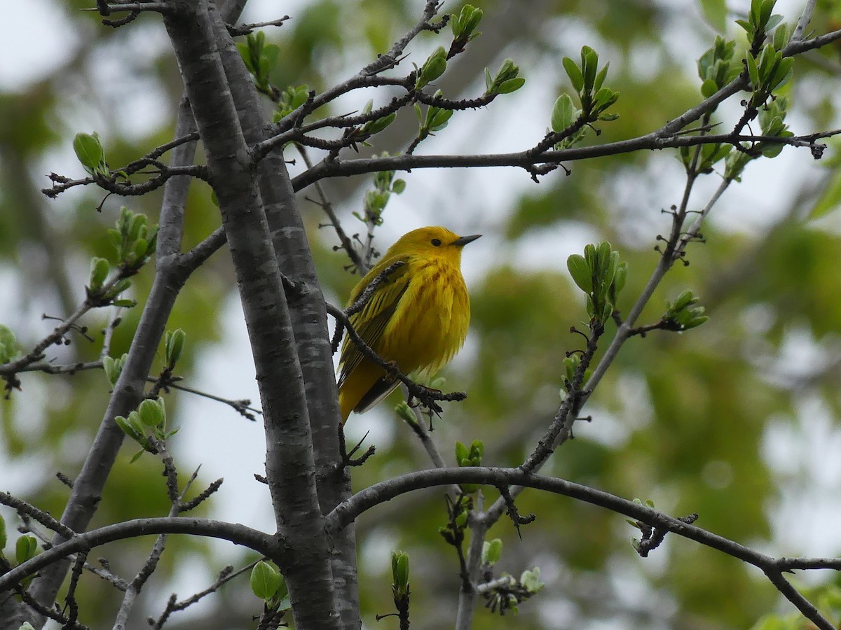 Yellow Warbler - Vincent  T Cottrell
