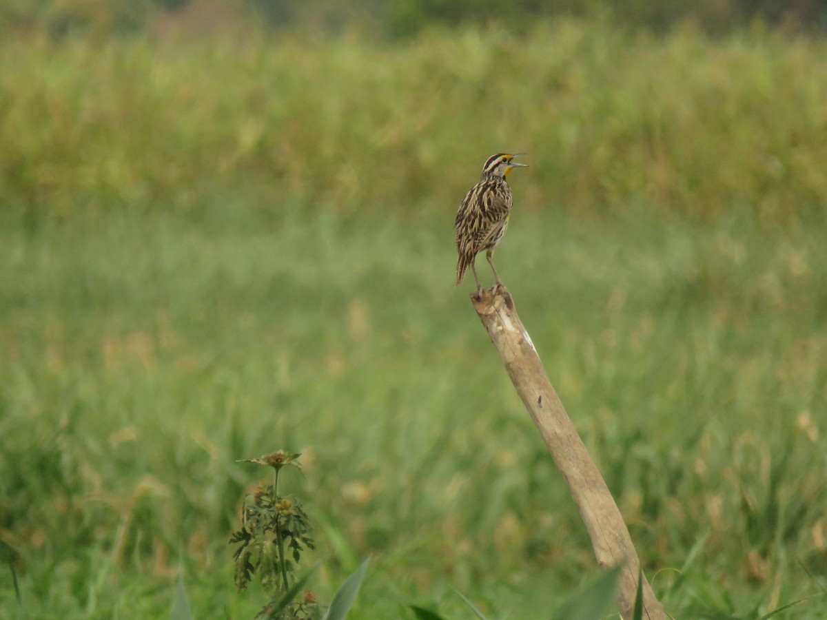 Eastern Meadowlark - Fabiola Guerra Mina