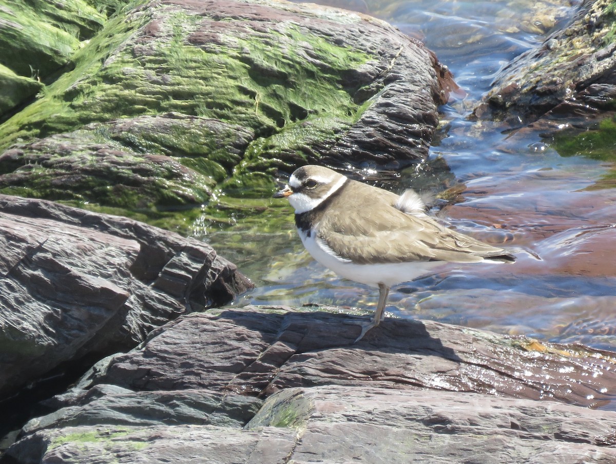 Semipalmated Plover - Carole Ratté
