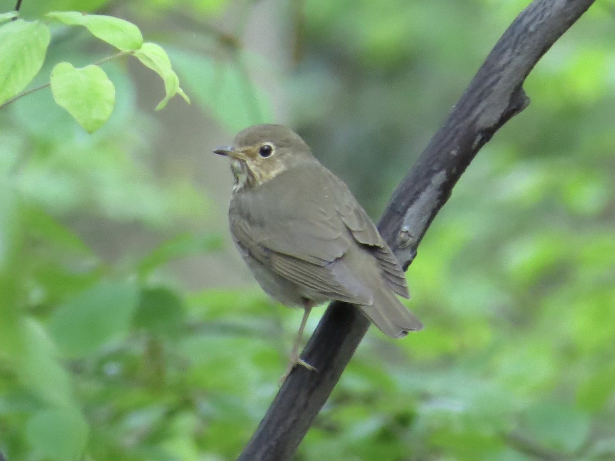 Swainson's Thrush - ML619321373