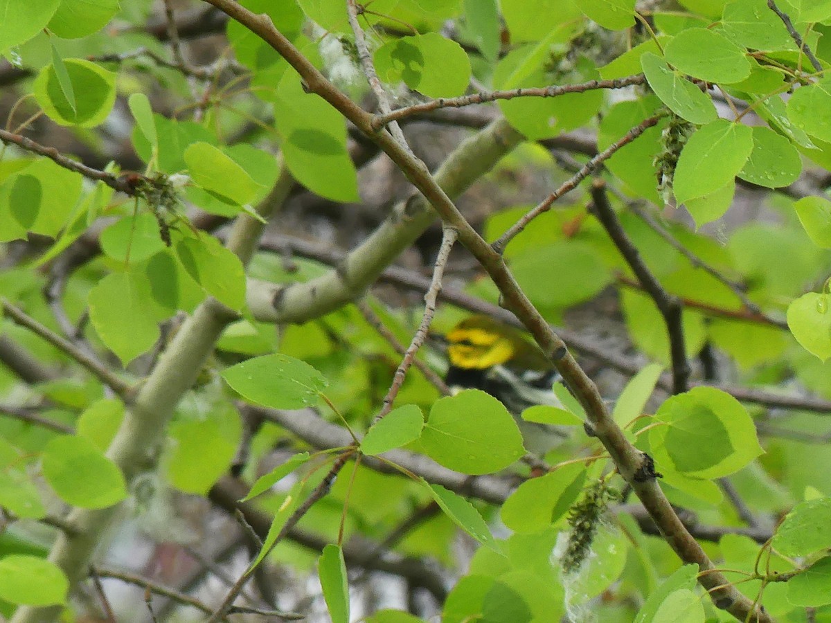 Black-throated Green Warbler - Vincent  T Cottrell