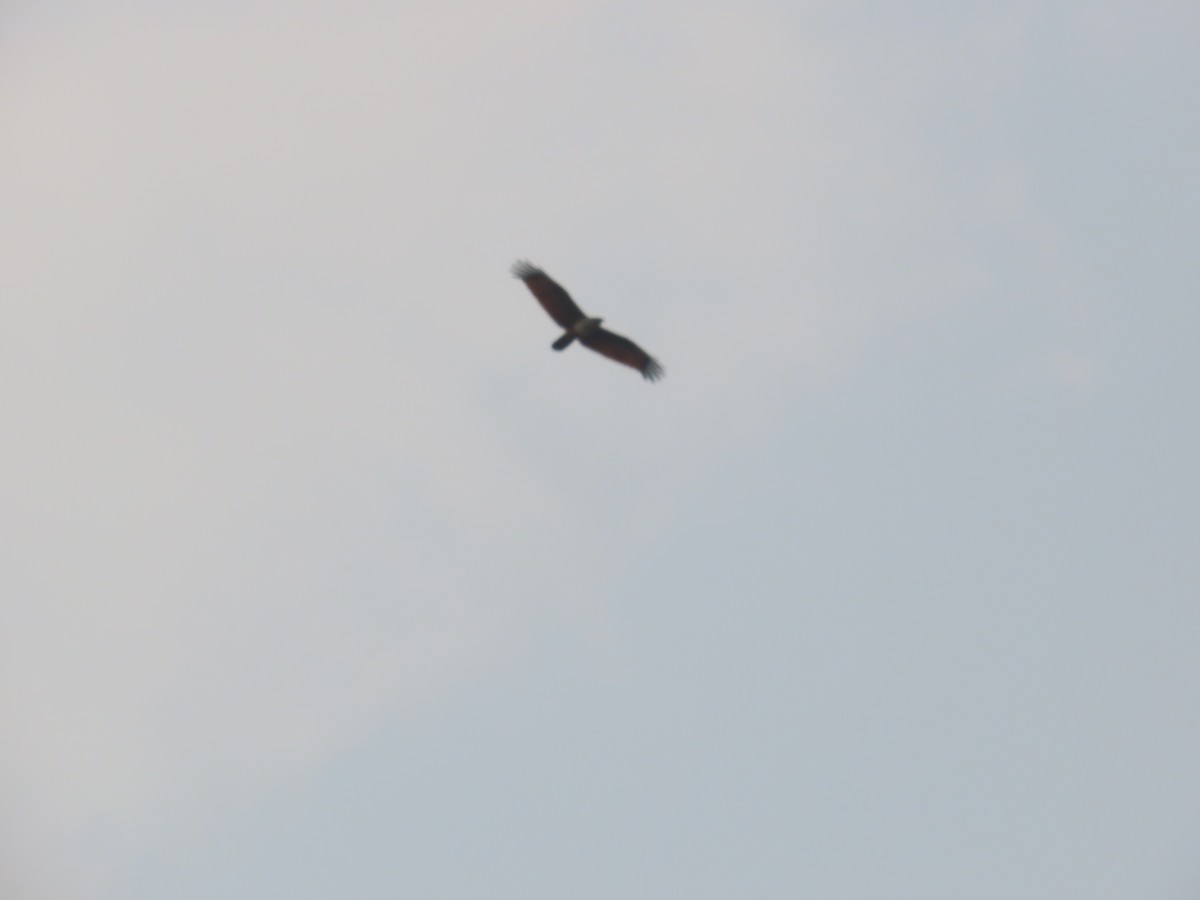 Brahminy Kite - Shilpa Gadgil