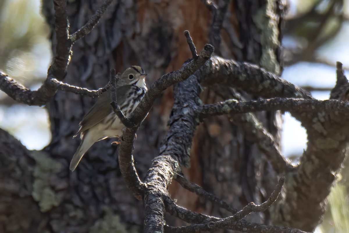 Ovenbird - ML619321412