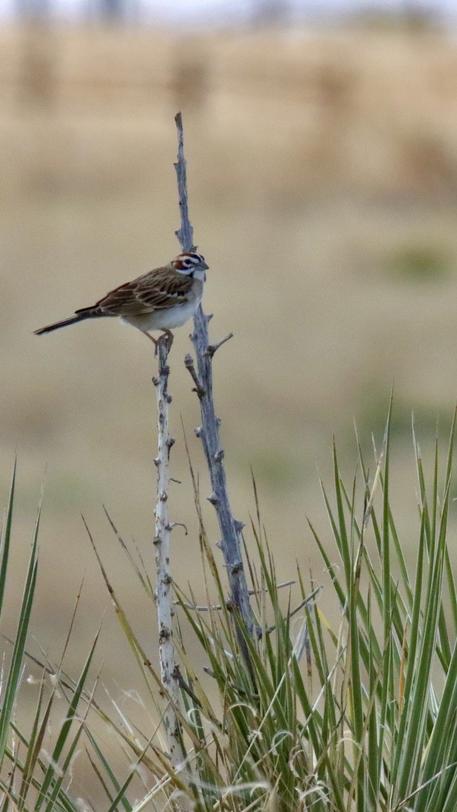 Lark Sparrow - ML619321413