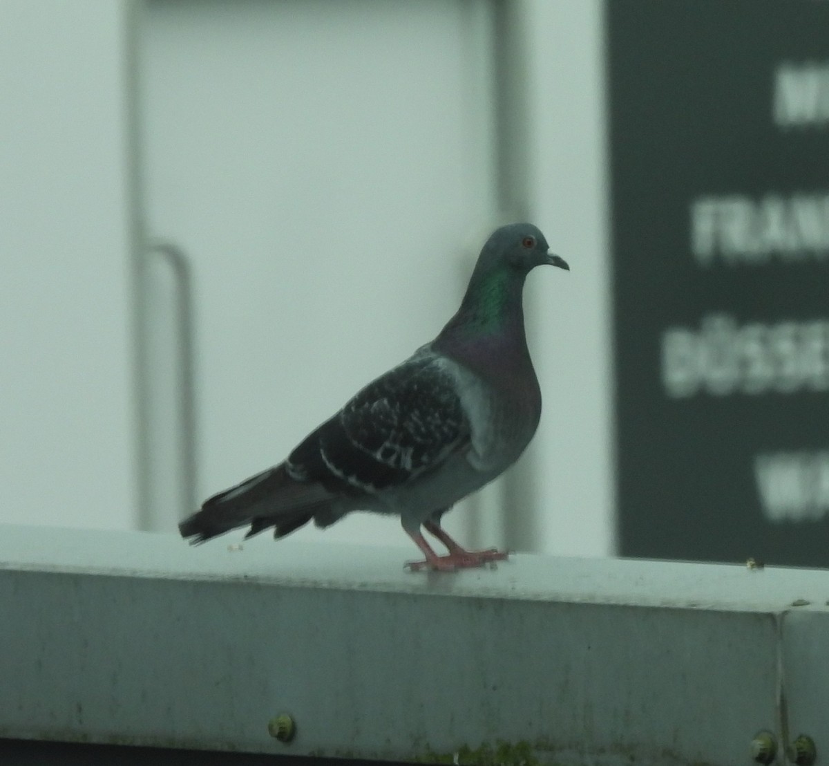 Rock Pigeon (Feral Pigeon) - Bonda Sek