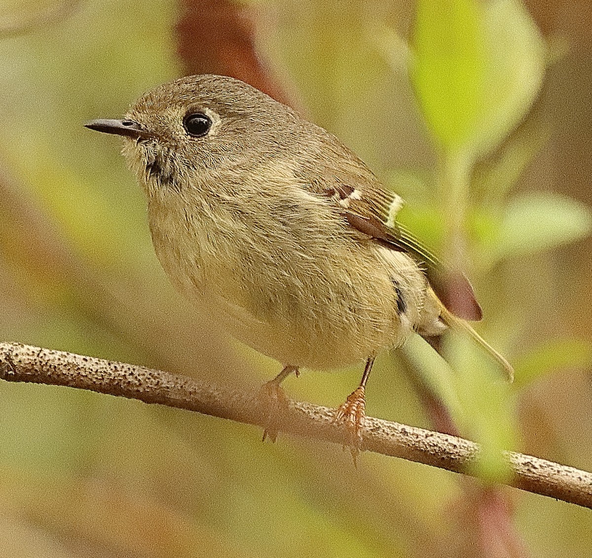 Ruby-crowned Kinglet - Brian Cox