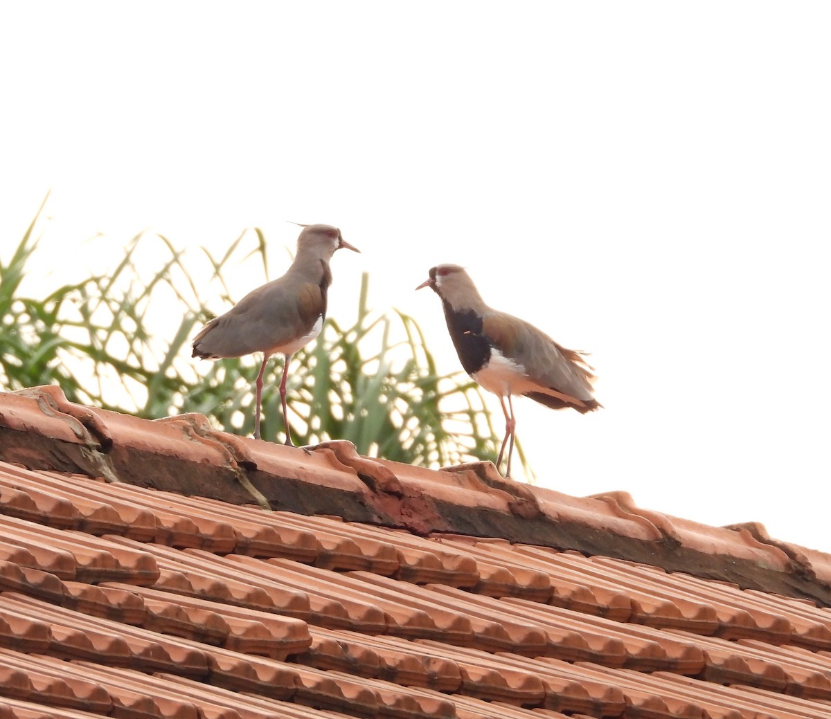 Southern Lapwing - Albeiro Erazo Farfán