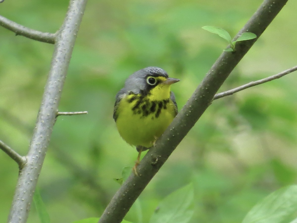 Canada Warbler - Tim Carney