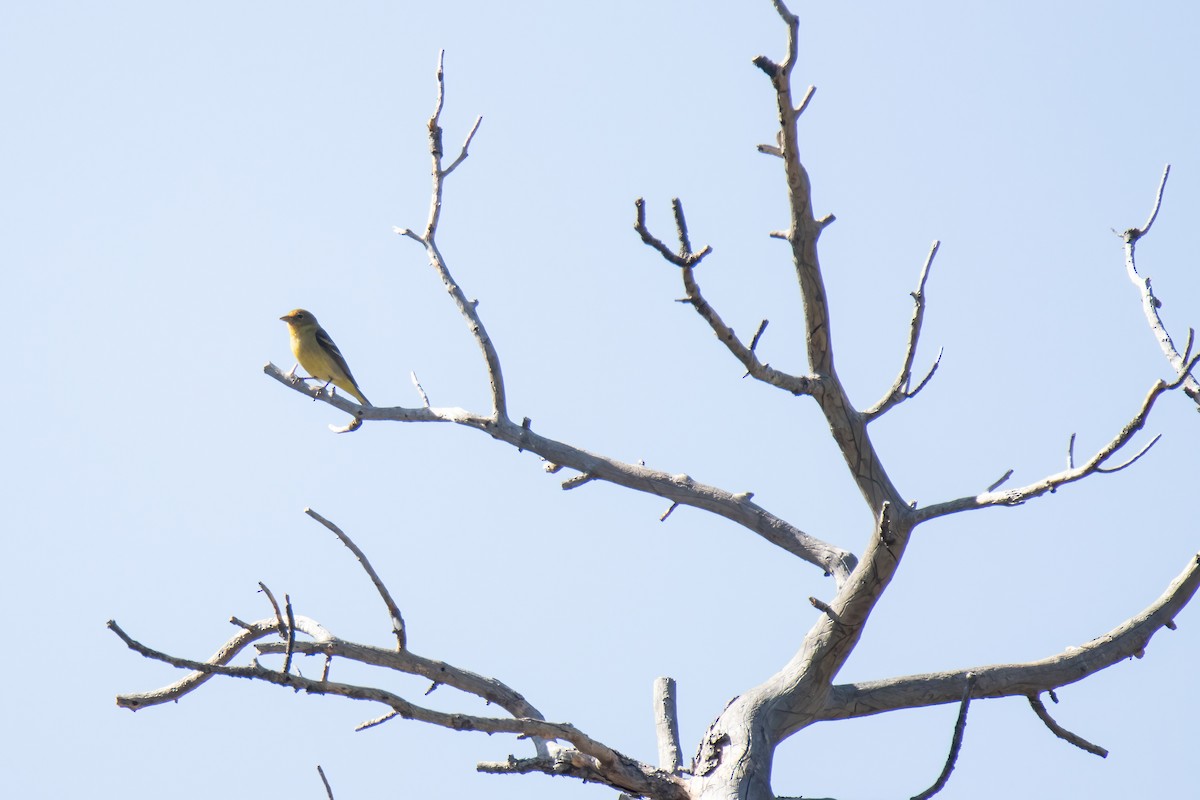 Western Tanager - Janet Stevens