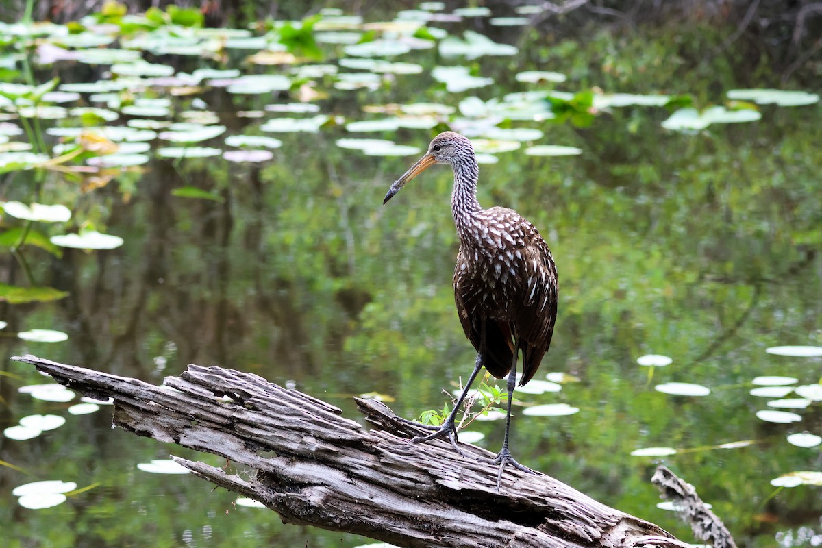 Limpkin - Hsing Min